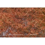Rovi/Cesp autunno foglie grandi